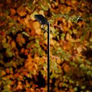 Luceplan LED-väglampa Flia, 2 lampor, svart, plast