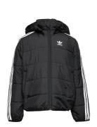 Padded Jacket Fodrad Jacka Black Adidas Originals